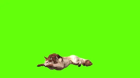 Wolf KT lay down green screen animation 3D rendering Stock Footage 285449111