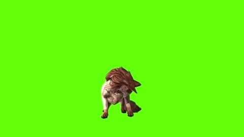 Wolf KT lick leg green screen animation 3D rendering Stock Footage 285449030