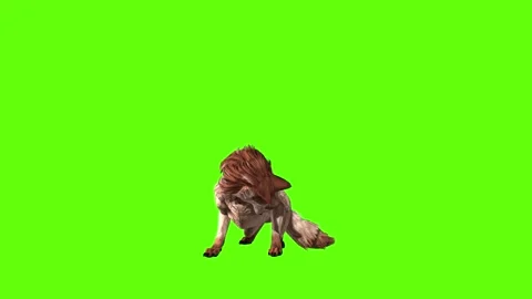 Wolf KT lick leg green screen animation 3D rendering Stock Footage 285449155