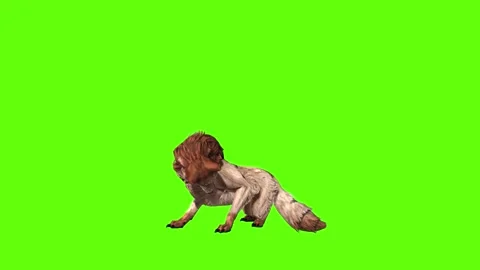 Wolf KT lick leg green screen animation 3D rendering Stock Footage 285449191