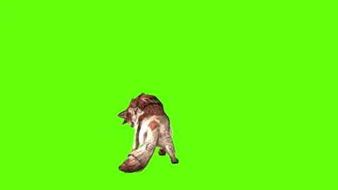 Wolf KT lick leg green screen animation 3D rendering Stock Footage 285449255