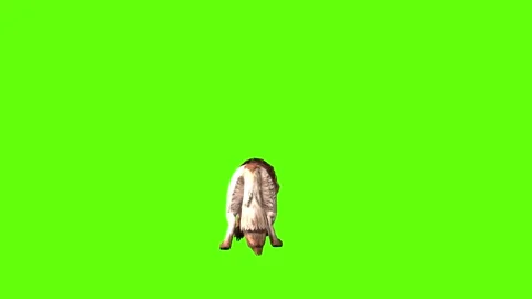 Wolf KT look around green screen animation 3D rendering Stock Footage 285449429
