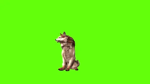 Wolf KT sit look around green screen animation 3D rendering Stock Footage 285449423