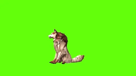 Wolf KT sit look around green screen animation 3D rendering Stock Footage 285449945