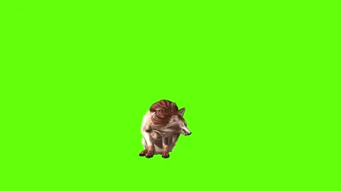 Wolf KT stand up green screen animation 3D rendering Stock Footage 285449585