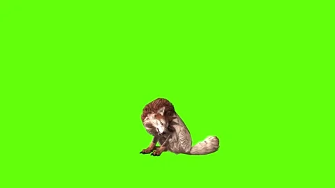 Wolf KT stand up green screen animation 3D rendering Stock Footage 285449670