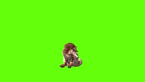 Wolf KT stand up green screen animation 3D rendering Stock Footage 285449805