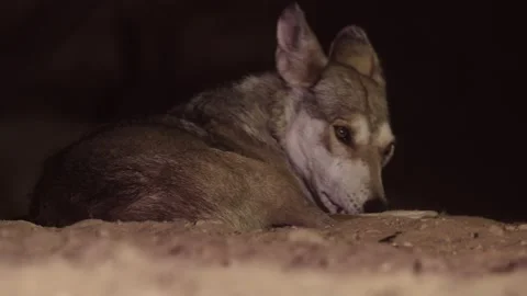 A wolf laying on ground in the desert Video stock 140516689
