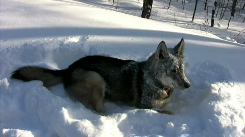 Wolf laying in snow Stock Footage 310071