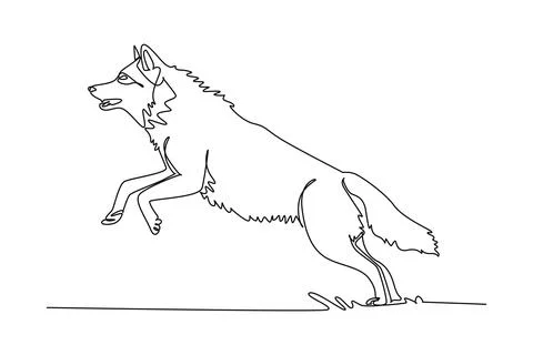 Wolf leaping dynamically mid-air, its poised pouncing motion, pointed ears 스톡 일러스트