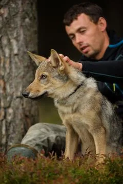 Wolf on a leash with white man taking care of him 스톡 사진