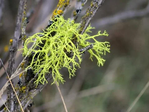 Wolf Lichen on Sagebrush Stock Photos