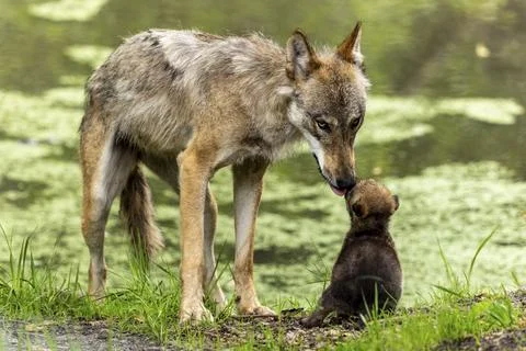 A wolf licks its pup while it is sitting near a body of water, European grey Stock Photos