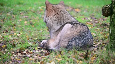 Wolf lie in the forest and watch back Stock Footage 128805677