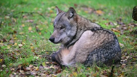Wolf lie on the forest meadow for resting Video stock 126983844