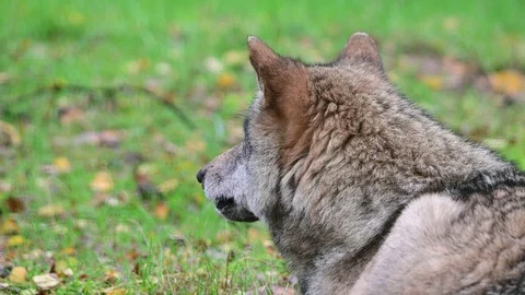 Wolf lie in the forest for resting and look Stock Footage 128804000
