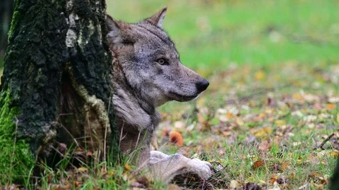 Wolf lie in the forest for resting Stock Footage 126983758