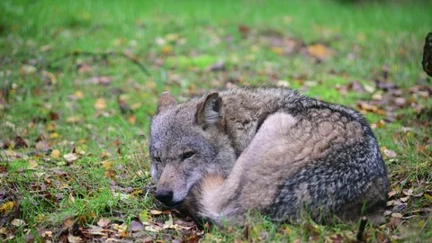 Wolf lie in the forest for resting Stock Footage 128804012