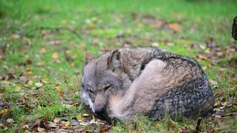 Wolf lie in the forest for sleep Stock Footage 128804131