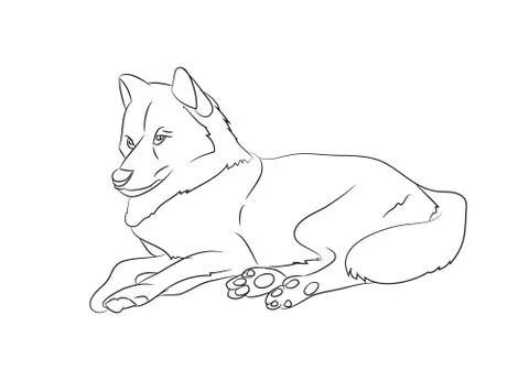 Wolf lies, lines, vector Stock-Illustration