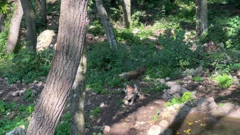 The wolf lies resting in the forest Stock Footage 246961532