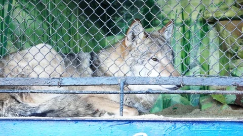Wolf Lies in a Zoo 스톡 동영상 103833026