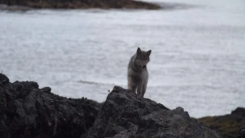 Wolf looking around and standing on the rock at the sea coast 库存影片 108628022