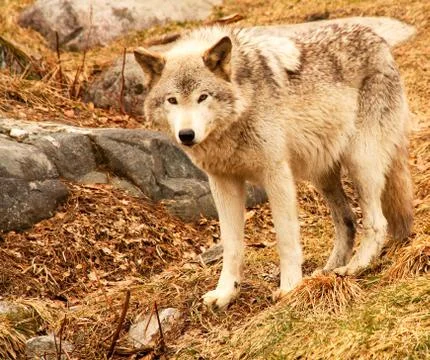 Wolf looking at the camera Stock Photos
