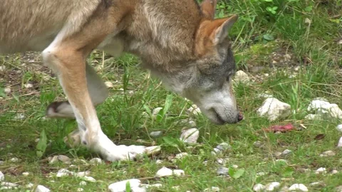 Wolf looking for food Stock Footage 117236409