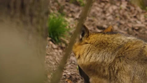 Wolf looking Stock Footage 238951766