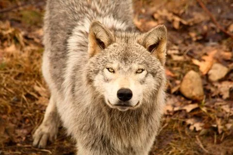 Wolf looking up Stock Photos