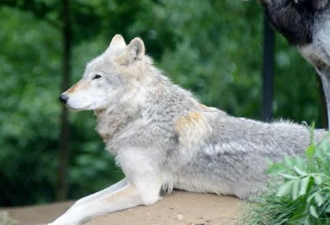 Wolf looking Stock Photos