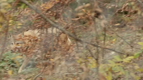 Wolf looking for prey, autumn Stock Footage 118645649