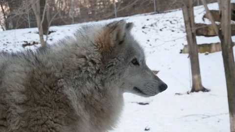 Wolf Looking to the Right Stock Footage 100976337