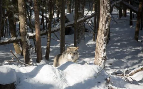Wolf looking towards camera behind snow bank Stock Photos
