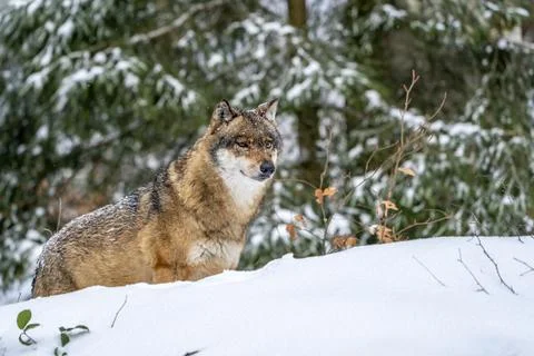 Wolf looking at you in the snow background portrait Stock Photos