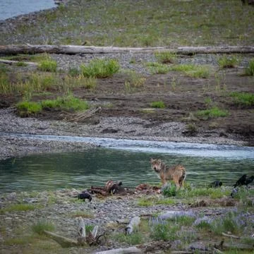 Wolf Looks Back at Camera Foto stock