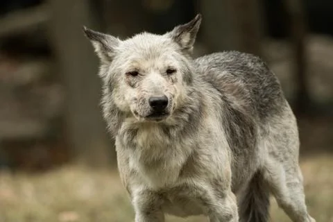 A wolf looks directly at the camera Foto stock
