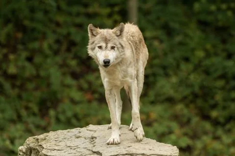 A wolf looks directly at the camera Foto stock