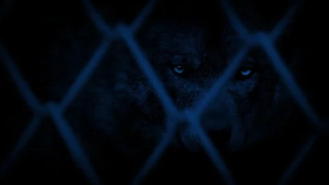 Wolf Looks Up In Enclosure At Night Stock Footage 336264440