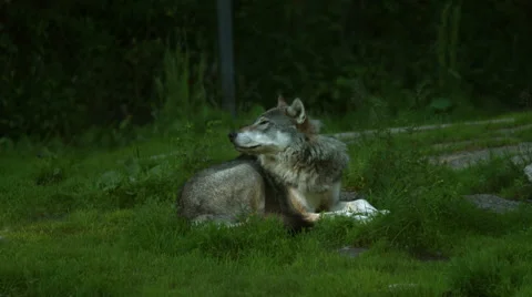 A wolf lying and looking around Stock Footage 49114081