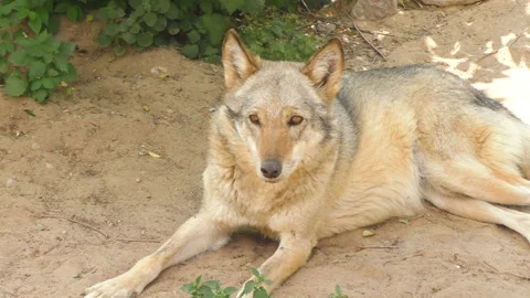 Wolf lying on the ground. Stock Footage 104417268