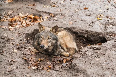 Wolf lying in a pit Stock Photos
