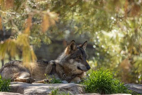 Wolf lying on a rock Stock Photos