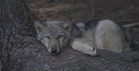 Wolf lying on a tree root 2 Stock-Footage 146149948