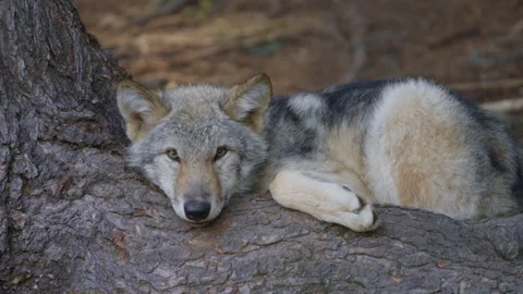 Wolf lying on a tree root 3 Stock Footage 146149943