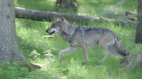 Wolf male in forest running Stock Footage 52049518