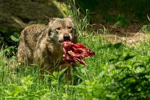 Wolf with meat Stock Photos