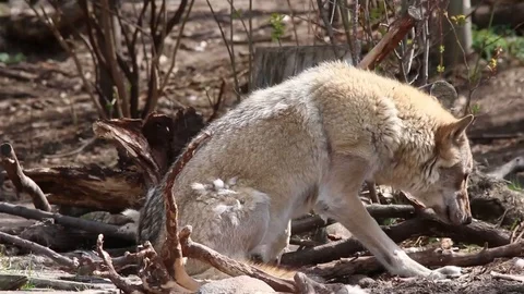 Wolf molting and roll round in the ground Stock Footage 120161519