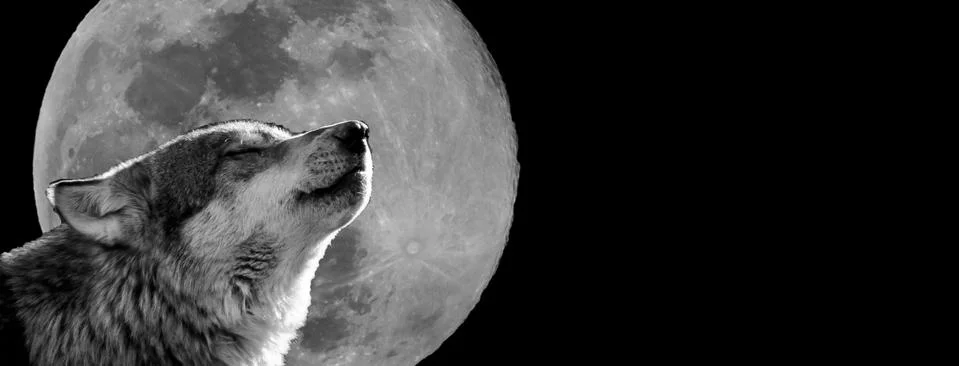 Wolf with a moon in background Foto stock